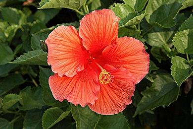 《夜莺（Nightingale）》今年Q4发售 暂不支持中文